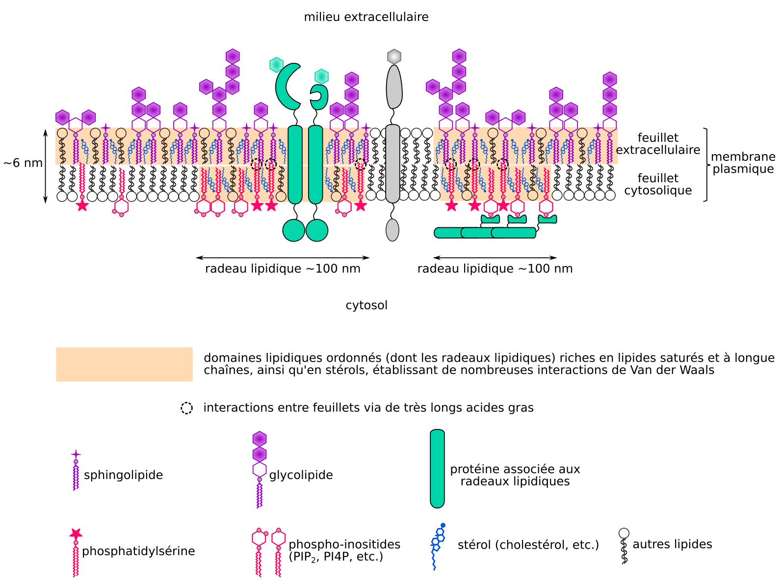 24 Membranes Bioninja